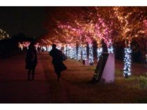 桜まつり〜冬〜 大阪狭山イルミネーション