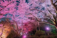 長野公園さくらと光の回廊(夜桜ライトアップ)